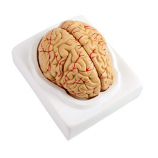 BRAIN WITH ARTERIES 2 PARTS